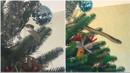 [VIDEO] Familia encuentra a serpiente venenosa de un metro entre los adornos de su árbol de Navidad