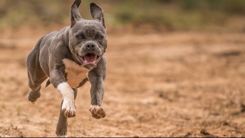 Niño pierde un brazo completo tras intentar acariciar a un perro pitbull en la casa de sus abuelos