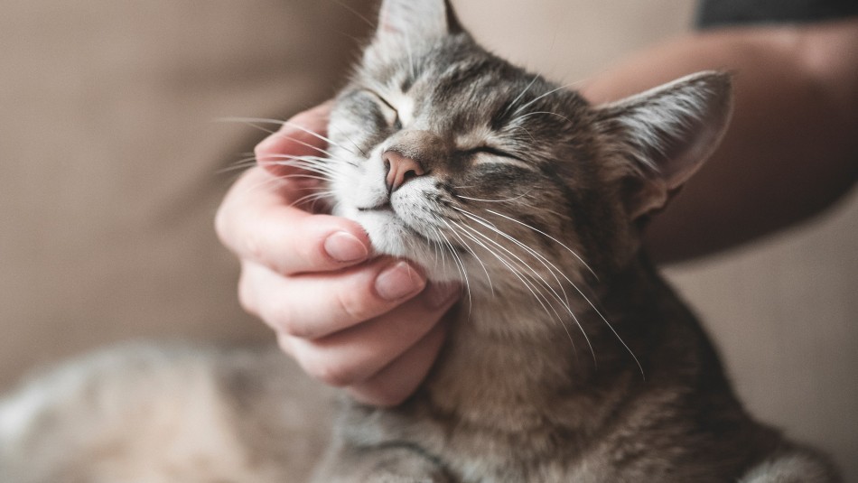 Jefe le prohíbe a trabajadora ir a ver a su gato moribundo y provoca ola de renuncias a modo de protesta Jefe le prohíbe a trabajadora ir a ver a su gato moribundo y provoca ola de renuncias a modo de protesta