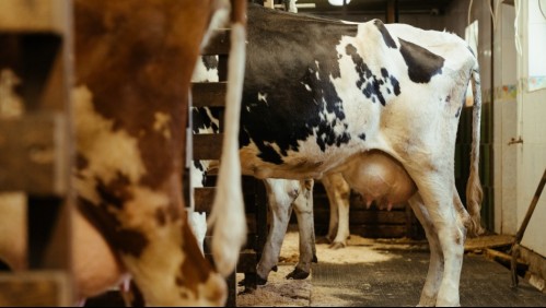'Conocía su trabajo': Trabajador perdió su brazo cuando su ropa quedó atrapada en una máquina ordeñadora