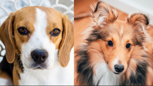 Son ideales para cualquier hogar: Estas son 5 razas de perros que se llevan muy bien con los niños