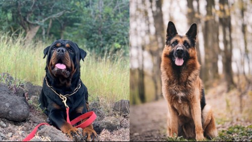Siempre te van a cuidar: Estas son 6 razas de perros consideradas los mejores guardianes