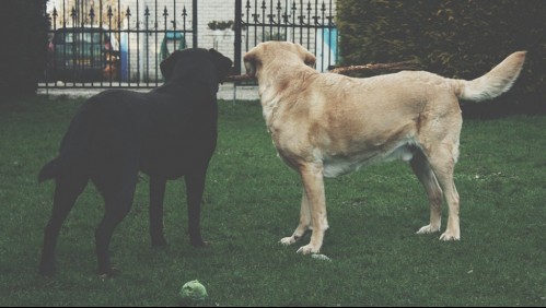 Hombre muere solo en una casa y perros hambrientos lo atacan