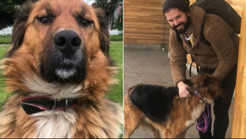 'Primer perro de la República de Chile': Mascota de Gabriel Boric tiene cuentas en Instagram y Twitter