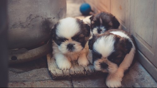 Abandonan a una bebé recién nacida y sobrevive gracias al calor de unos cachorros que la acompañaron