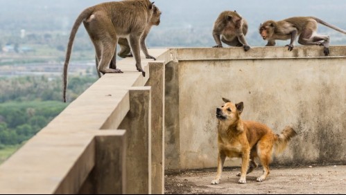 Dos monos son capturados como presuntos responsables de matar a más de 200 perros