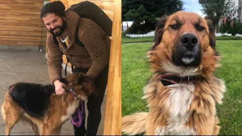 'Nadie lo quería porque tenía la patita mala': El éxito y adhesión que ha tenido 'Brownie', el perro de Gabriel Boric