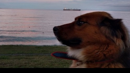 El 'primer perro de la República': Las mejores reacciones que dejó el debut de Brownie Boric en redes sociales