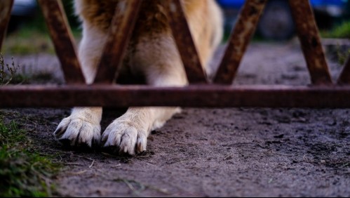 'Es una forma horrible de morir': Padre soltero de cinco niños muere tras ser ferozmente atacado por uno de sus perros