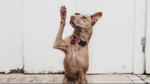 Estos son 4 trucos que te ayudarán a enseñarle a tu perro a dar la patita