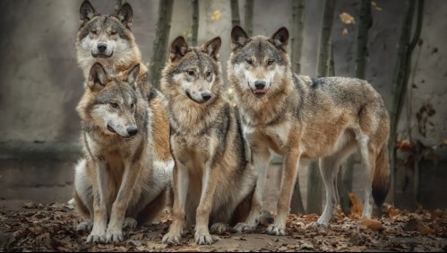 Una manada de lobos escapó de su jaula en un zoológico de Francia