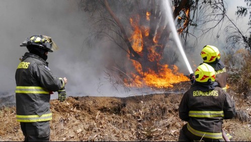 Conaf reporta 13 incendios forestales en el país: Afectan a seis regiones