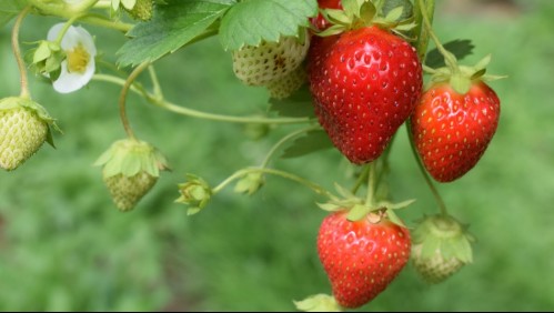 Esta es la forma correcta de lavar las frutillas según los expertos