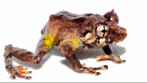 Hallan nueva especie de rana en la Amazonía de Perú