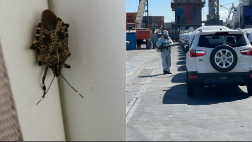 Vuelven a detectar peligrosas plagas en cargamentos de vehículos provenientes de Asia que llegaron al Biobío