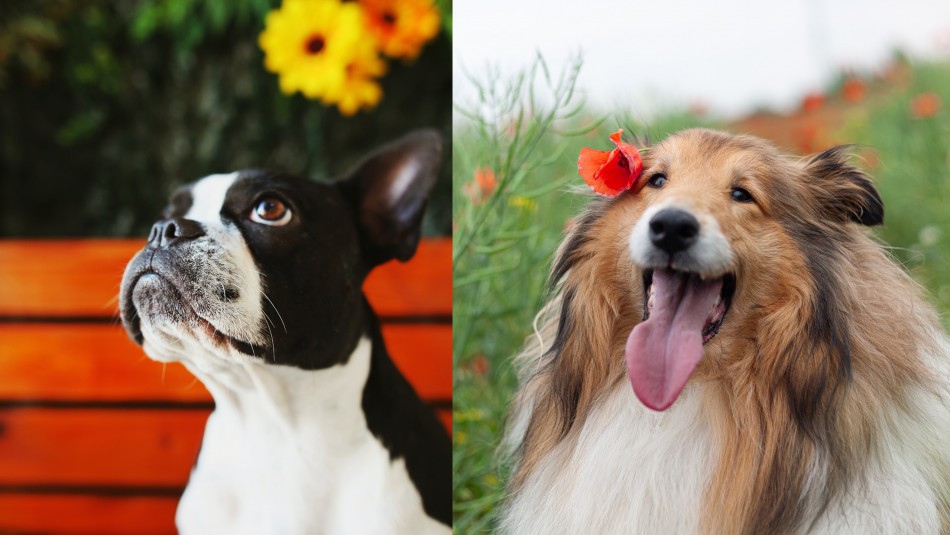 Son amigables: Estas son las 5 razas de perros que mejor se llevan con otros animales