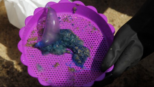 Seremi de Salud cierra playas en Viña del Mar y El Tabo por presencia de fragata portuguesa