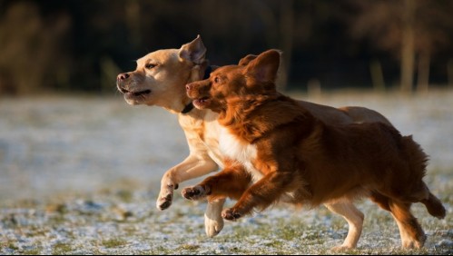 Mujer es asesinada por sus cuatro perros al intentar entrar a su propia casa por la ventana tras olvidar las llaves
