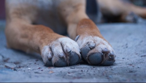 Hombre es acusado de colocar pirotecnia en el hocico de un perro: Animal perdió un ojo y su estado de salud es delicado