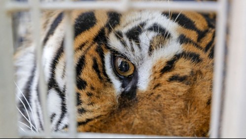 Tigre ataca a su cuidadora arrancándole la mano en un parque de Japón
