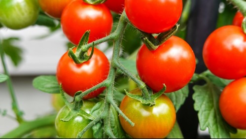 ¿Quiénes no deberían comer mucho tomate?