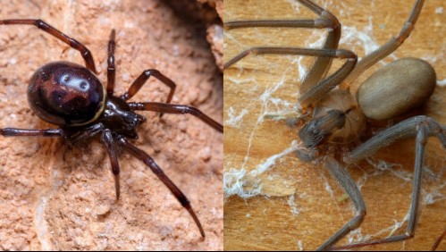 Cuidado con las picaduras: Estas son las dos arañas que abundan en verano