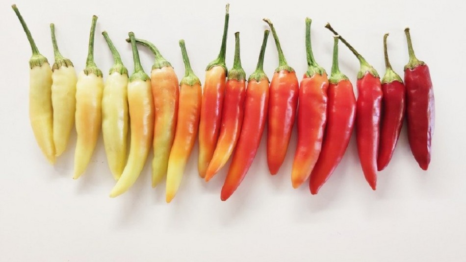 Estos son tres efectos negativos de comer ají Estos son tres efectos negativos de comer ají