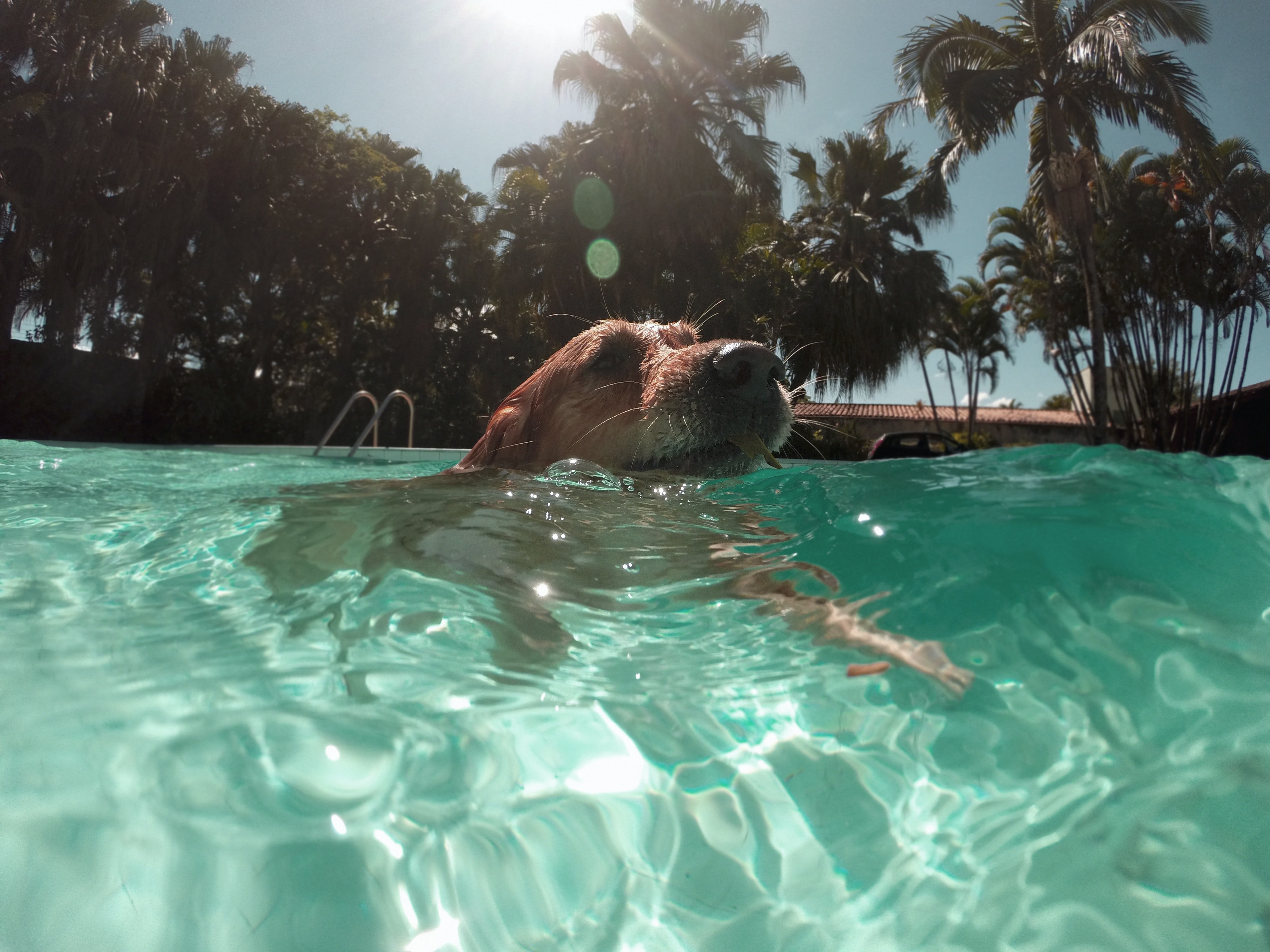 Perro refrescándose en una piscina