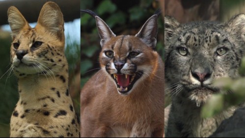 Buin Zoo presenta tres nuevas especies de felinos y se reanudan los recorridos nocturnos