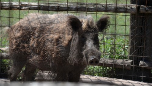 Detectan un caso de peste porcina africana en Italia