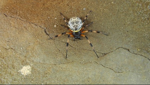Estos son 3 trucos que te ayudarán a mantener las arañas fuera de tu hogar