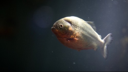 Cuatro fallecidos y más de 20 heridos por ataques de pirañas en Paraguay