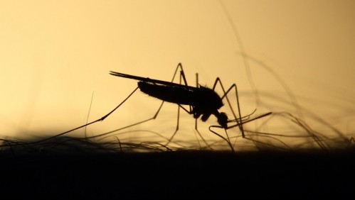 5 trucos que te ayudarán a mantener los mosquitos lejos de tu hogar
