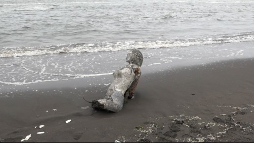 Aclaran misterioso hallazgo de estatua de sirena en playa de la región del Maule