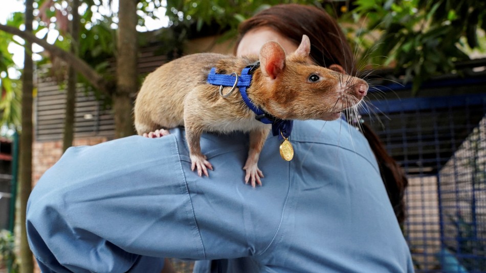 Muere rata detectora de minas: Fue condecorada por su valentía en Camboya tras ayudar a salvar vidas