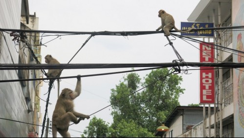 'Hemos perdido a nuestro niño': Monos roban un bebé de dos meses y lo ahogan en un tanque de agua