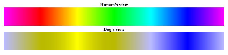 Escala comparativa de colores observables entre humanos (arriba) y perros (abajo)