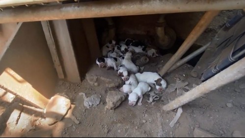 Acusado de maltrato animal mantenía a 13 perros en pésimas condiciones en Conchalí