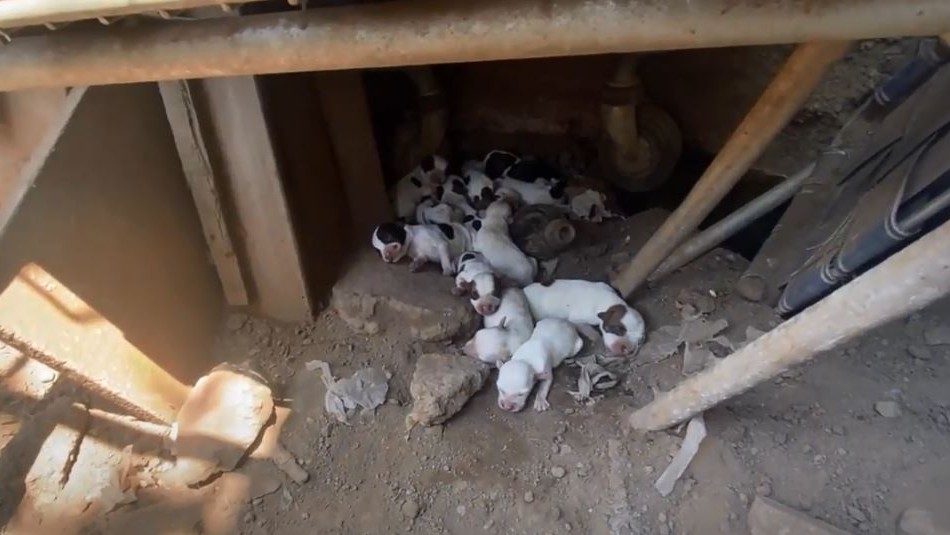 Acusado de maltrato animal mantenía a 13 perros en pésimas condiciones en Conchalí