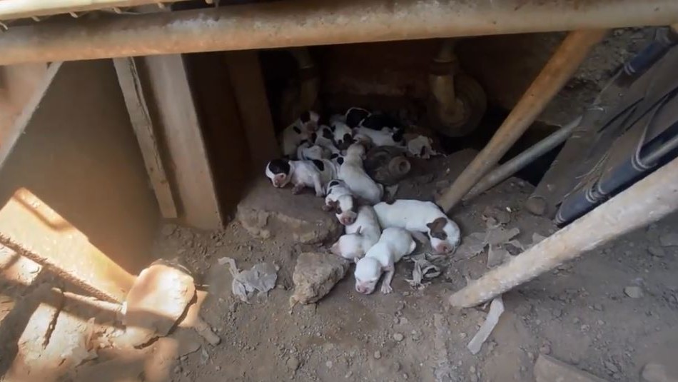 Acusado de maltrato animal mantenía a 13 perros en pésimas condiciones en Conchalí Acusado de maltrato animal mantenía a 13 perros en pésimas condiciones en Conchalí
