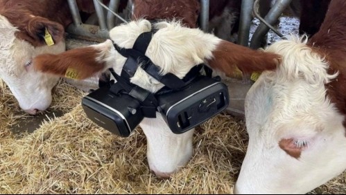 Hombre coloca lentes de realidad virtual a sus vacas para mejorar su ánimo y que produzcan más leche