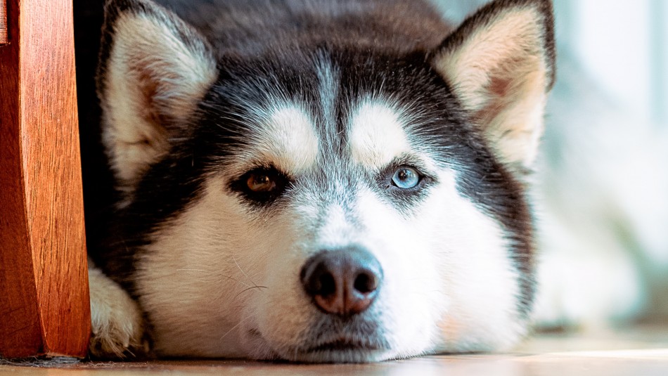 perro PERRO