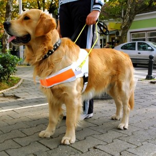 Así puedes saber si un perro de asistencia te está pidiendo ayuda Así puedes saber si un perro de asistencia te está pidiendo ayuda