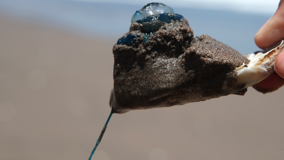 Prohíben nuevamente el baño en playas de La Serena y Coquimbo por fragata portugesa Prohíben nuevamente el baño en playas de La Serena y Coquimbo por fragata portugesa