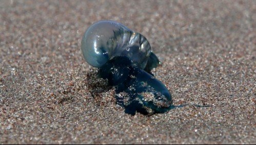 Decretan nuevo cierre de playas en Coquimbo y La Serena por fragata portuguesa