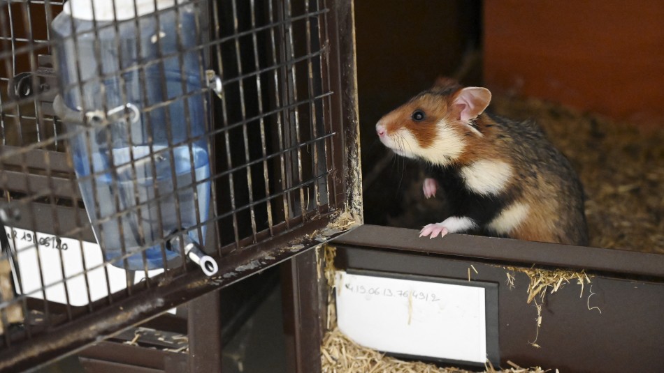 hamster-sacrificados-hong-kong Hong Kong sacrificará dos mil hámsters tras detectar casos de Covid-19 en mascotas