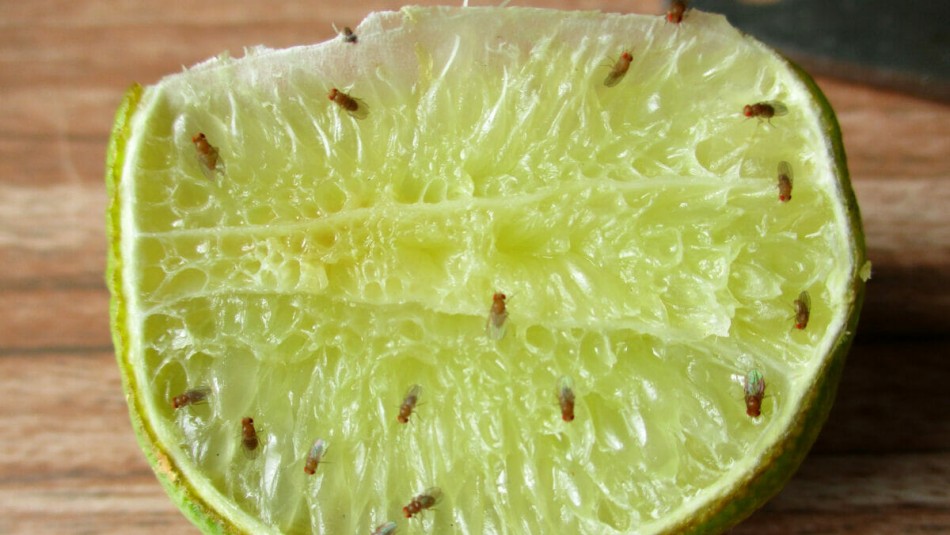 Mosca de la fruta en un limón