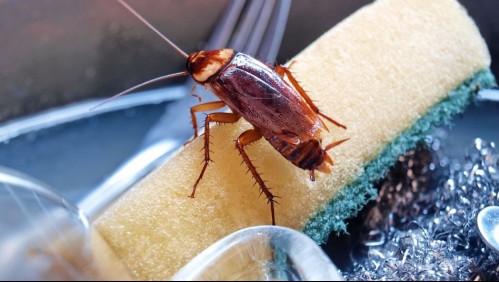 ¿Problemas con cucarachas? Descubre cómo evitar que estos insectos lleguen a tu hogar