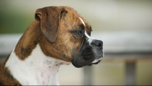 Joven estilista fue a realizar un servicio a domicilio y los perros de su clienta la atacaron brutalmente en el rostro