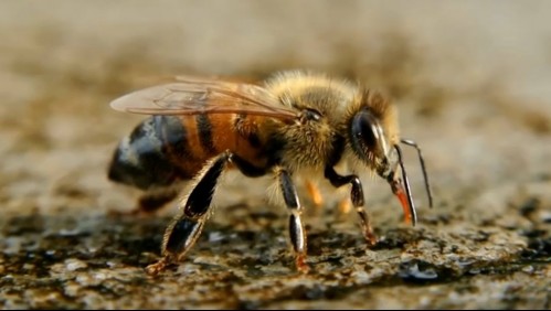 Extrema sequía está matando a las abejas | Mega Cambio